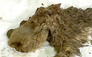 Illustration for article titled This Is The First Baby Wooly Rhinoceros Ever Discovered